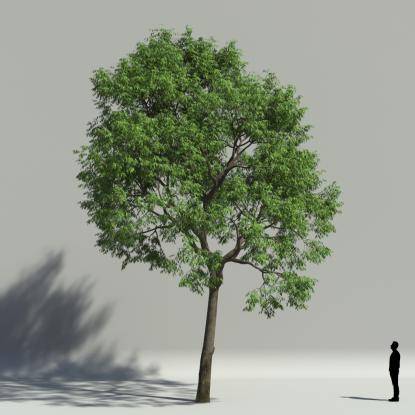 European ash summer V1