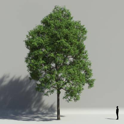 European ash summer V2