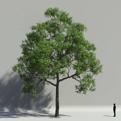 European ash summer V3