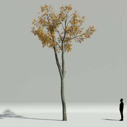 European hornbeam autumn V1