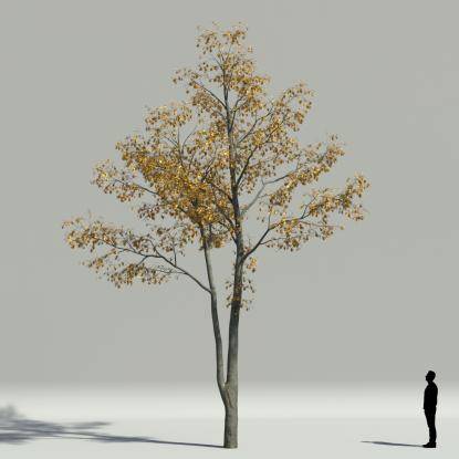 European hornbeam autumn V2