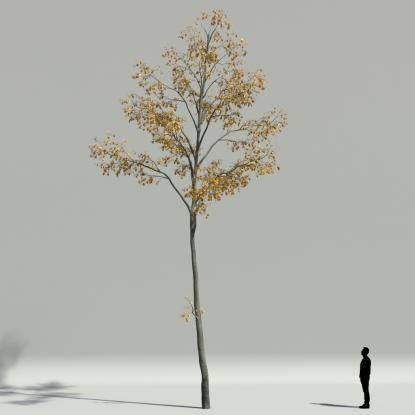 European hornbeam autumn V3