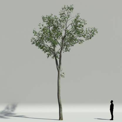European hornbeam summer V1