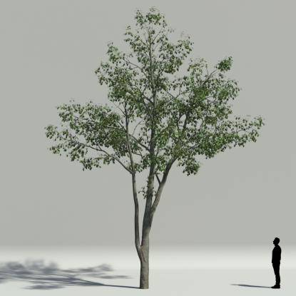 European hornbeam summer V2