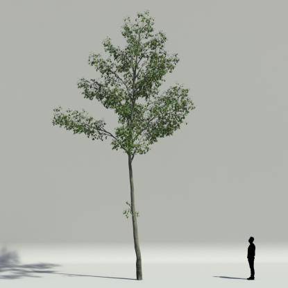 European hornbeam summer V3