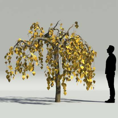 Mulberry autumn V2
