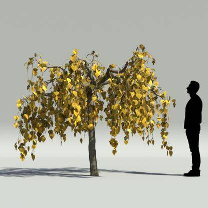 Mulberry autumn V3