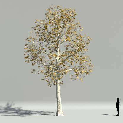 Plane tree autumn V1
