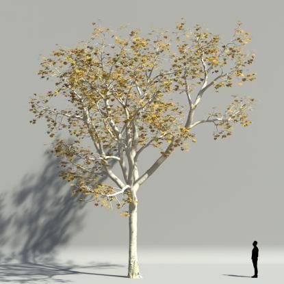 Plane tree autumn V2