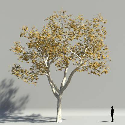 Plane tree autumn V3