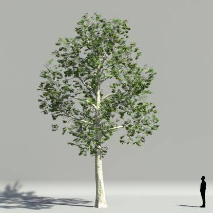 Plane tree summer V1