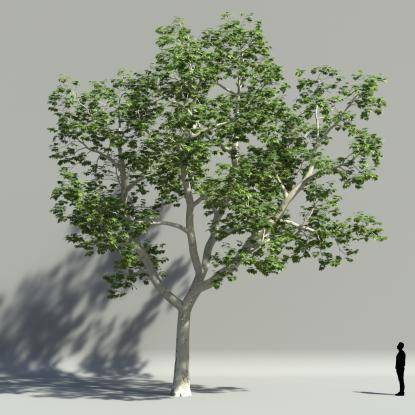 Plane tree summer V3