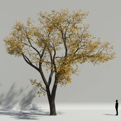 Scotch elm autumn V1