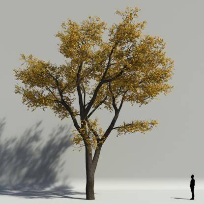 Scotch elm autumn V2