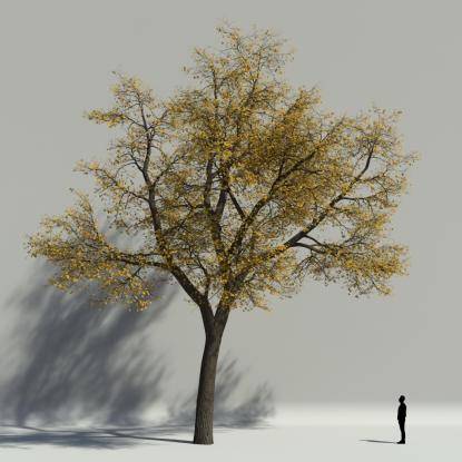 Scotch elm autumn V3
