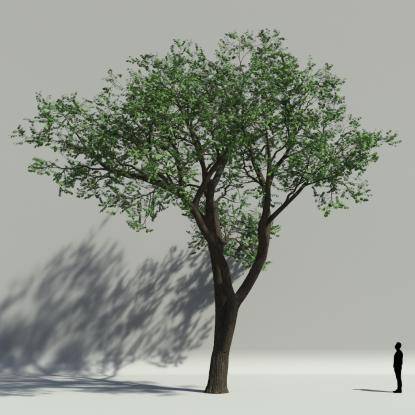 Scotch elm summer V1