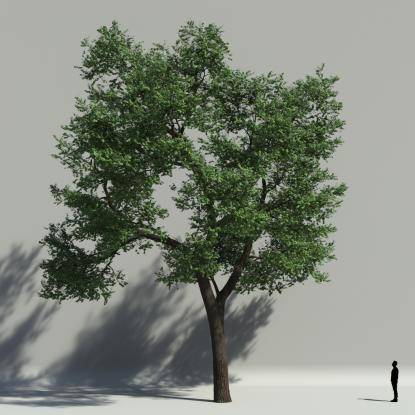 Scotch elm summer V3