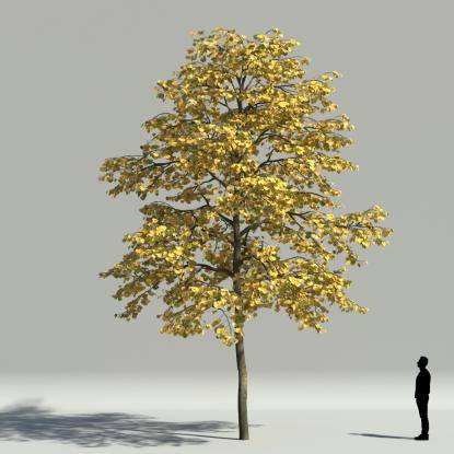 Tilia autumn V1