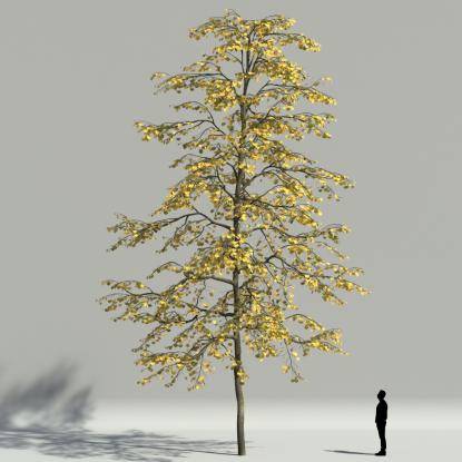Tilia autumn V2