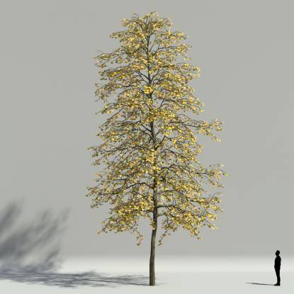 Tilia autumn V3
