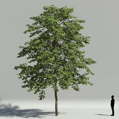 Tilia summer V1