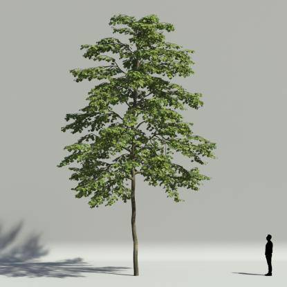 Tilia summer V2