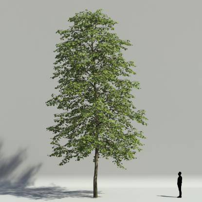 Tilia summer V3