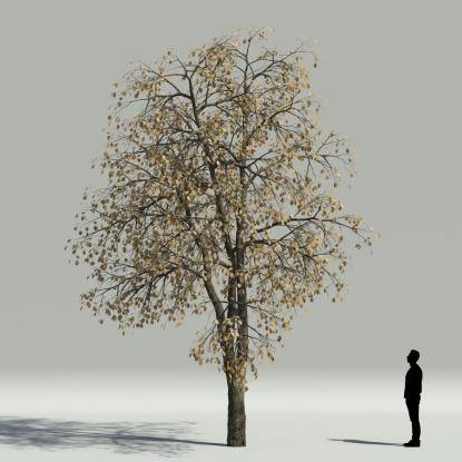 Whitebeam autumn V1