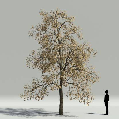 Whitebeam autumn V2