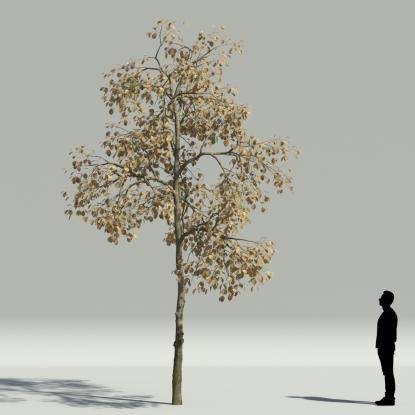 Whitebeam autumn V3