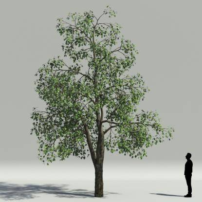 Whitebeam summer V1
