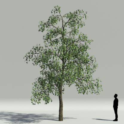 Whitebeam summer V2