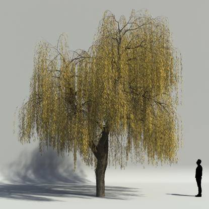Willow autumn V1