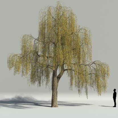 Willow autumn V2