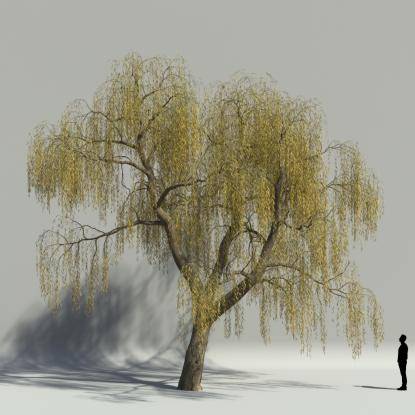 Willow autumn V3