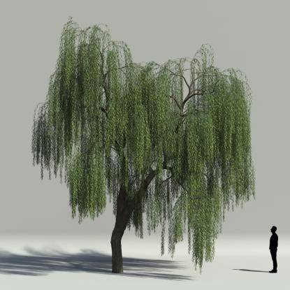 Willow summer V1