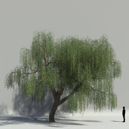Willow summer V3
