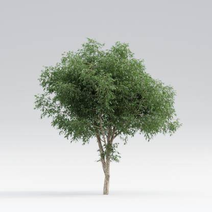 Black Locust Mature V1