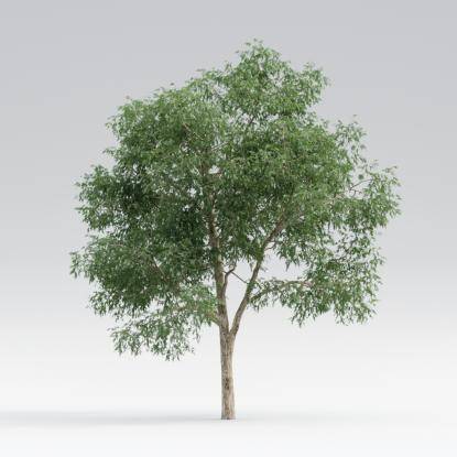 Black Locust Mature V2