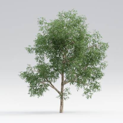 Black Locust Mature V3