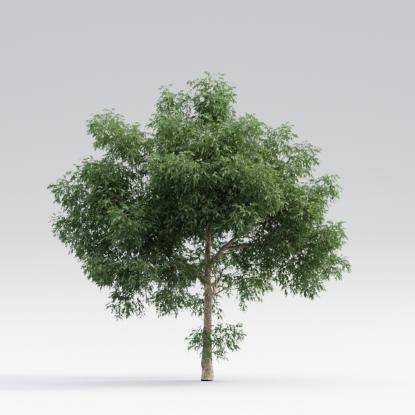 Black Locust Mature V4