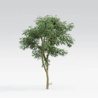 Black Locust Middle V1