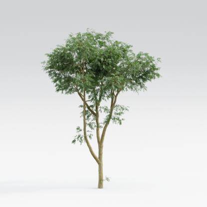 Black Locust Middle V2