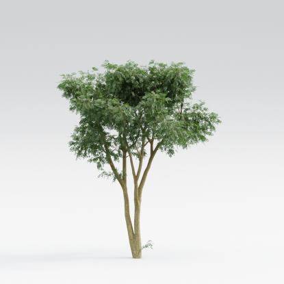 Black Locust Middle V3