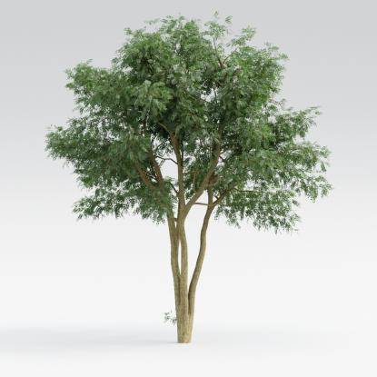 Black Locust Middle V4