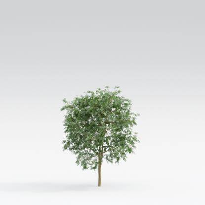 Black Locust Young V1