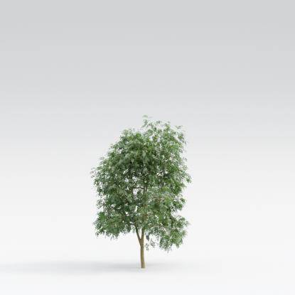Black Locust Young V2
