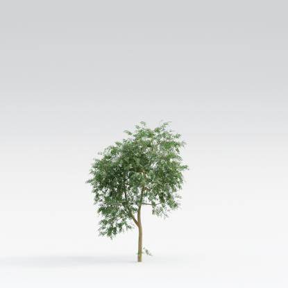 Black Locust Young V4