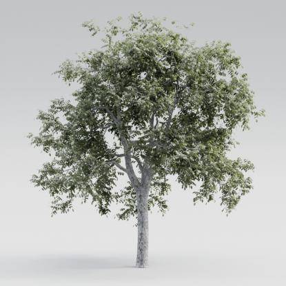 Common Walnut Mature V1