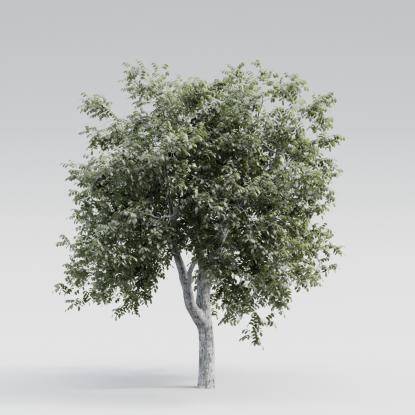Common Walnut Mature V2